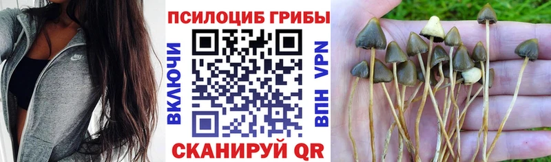 Галлюциногенные грибы GOLDEN TEACHER  Александровское 
